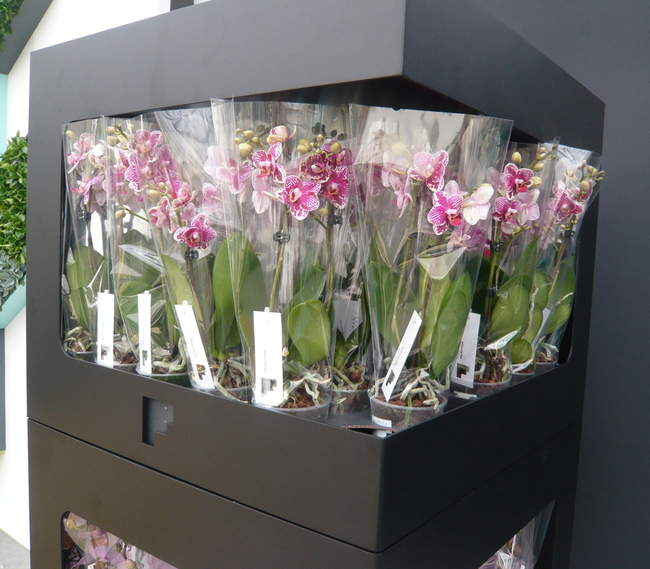 Orchideeen display maarten olden