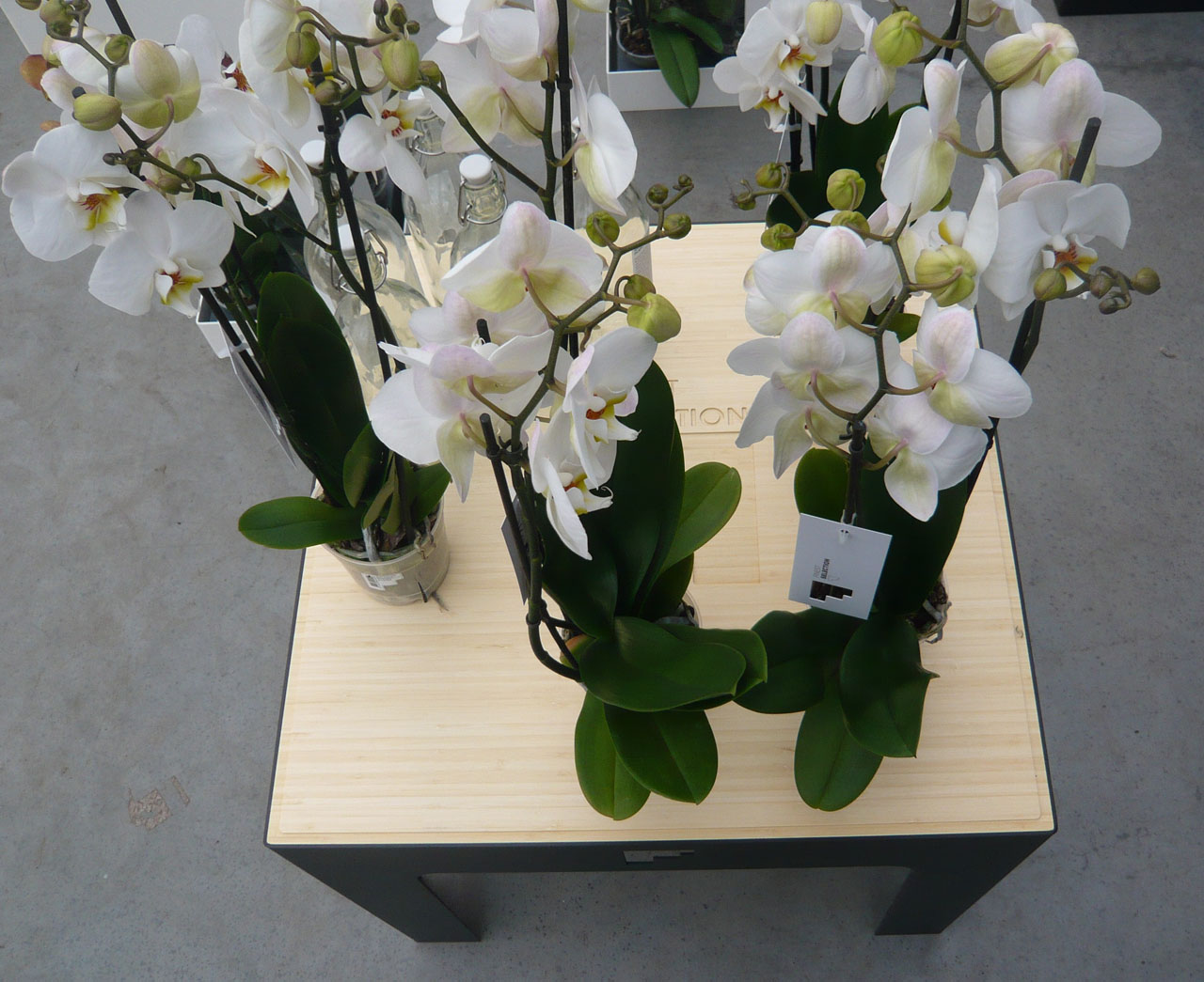 Orchideeen display maarten olden
